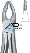 Incisors and Bicuspids 34N